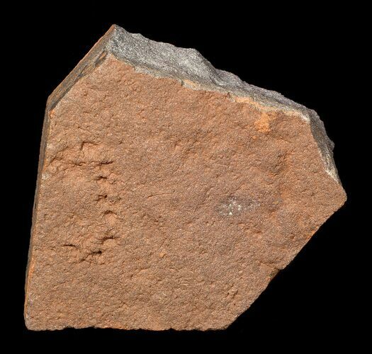 Horodyskia Fossil Slab - Oldest Known Multicellular Life #62770